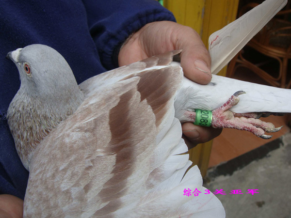 ͬ�����ö��Ϻ�VIP�ھ��������Ǿ�(ͼ)