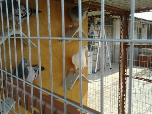 �ɱ�һǧ���ָ���(ͼ)