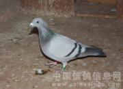 ��·ɱ������С����(ͼ)