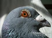 �Ϻ���Զ����������(ͼ)