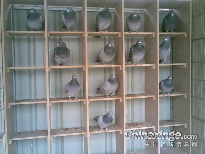 ���ո���(ͼ)