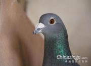 ��ԭ����500�����Ǿ�����(ͼ)