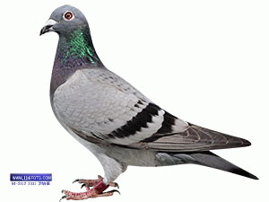 2011��̨�塰�пᡱ������ۺϹھ�����