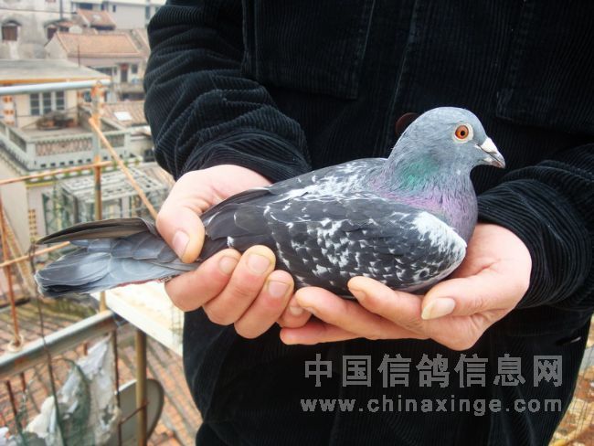 �����������ѹ鳲20�� ǰʮ������(ͼ)