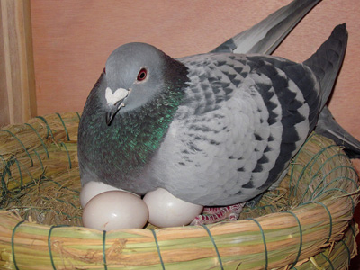 һ������(ͼ)