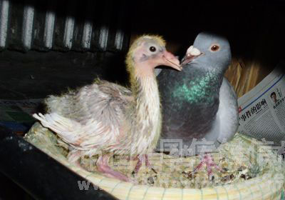 ���� ���ӵ�Ѫ��