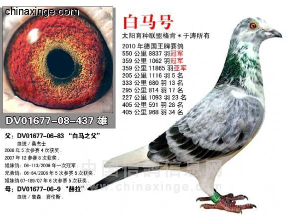 �ий��￪�衰�ڰ׸롱��(ͼ)