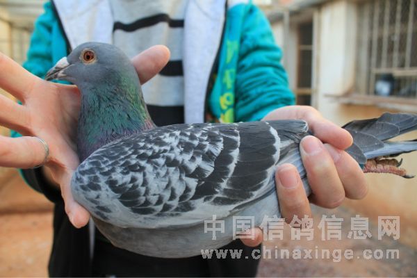 �������ս��80��ṫ���������(ͼ)