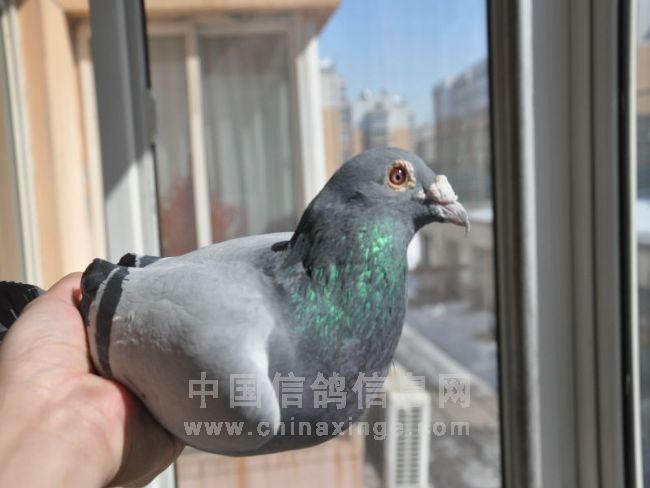 �ҵ�ӥ�����ָ�