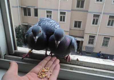 ˫��֮��Ҳ�и�Ӧ��