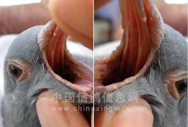 ���ڳ�����ע�ⳤ�ڻ�(ͼ)