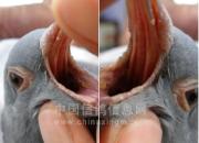 ���ڳ�����ע�ⳤ�ڻ�(ͼ)
