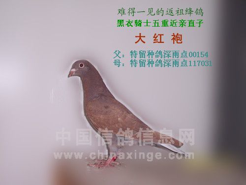 多重近亲繁育的奇葩(图)