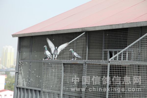 拜访赛鸽名家陈龙先生(图)