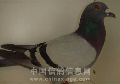 沈阳市2012年春季五关大奖赛前十名(图)