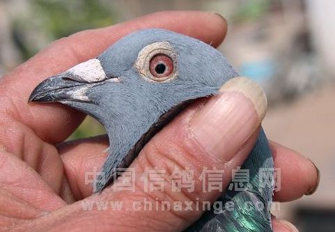 ������Эһ������ͼ�����ھ�����