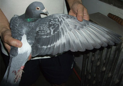 ǧ����鳲��