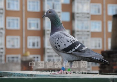 �绯�д����رȻ�����ǰ����(ͼ)