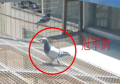 �������衰��������˫��ǰʮ��(ͼ)