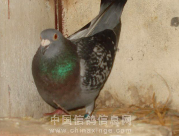 ���һ���� ʹʧ700�����ܹھ�(��)