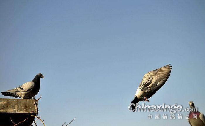 ��ǰ��������״̬����