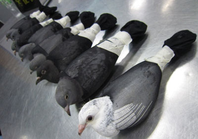 8�𡰴�˿�ࡱ�ĸ��ӱ����ز��(ͼ)