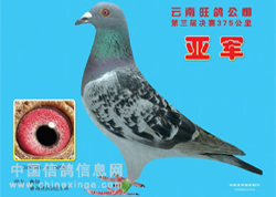 ��������ھ��鳲�󡰱�ѹ����(ͼ)