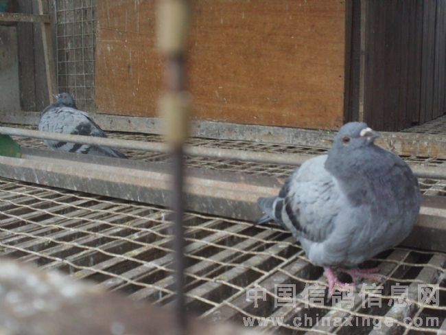 �򵥱���������ͷ��