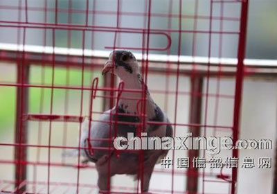 ���������� ���뵱��ǿ(ͼ)