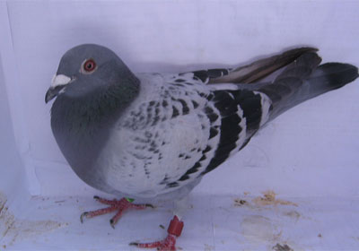 �����д���700����ǰʮ����Ƭ