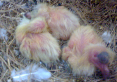 ˫���Ʒ���˫��̥(ͼ)