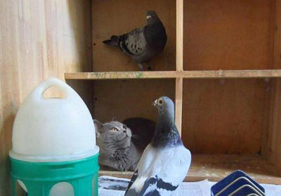 è������Ӻ�ƽ����(ͼ)