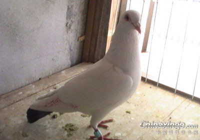 �׸�ǧ����鳲(ͼ)