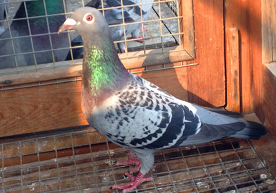 ���ֻ��Ǽ�������(ͼ)