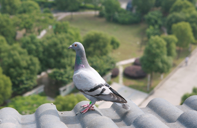 ���������״ζ��(ͼ)