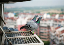 �����ָ�Ķ���