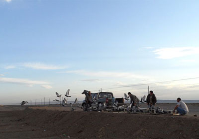 ʯ����700����鳲��ʿ�ɼ�(ͼ)