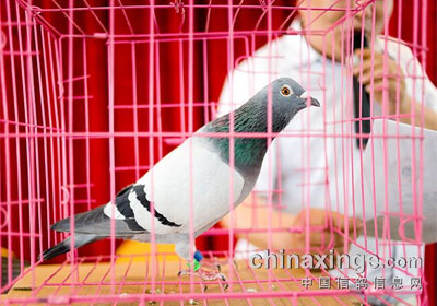 ������·��ᴺ���佱������(ͼ)