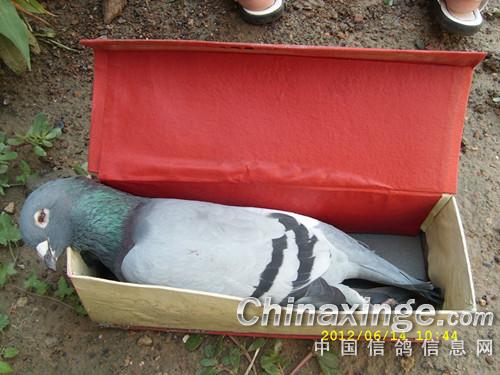 ��ѫ��ĸ���Ϸ���������