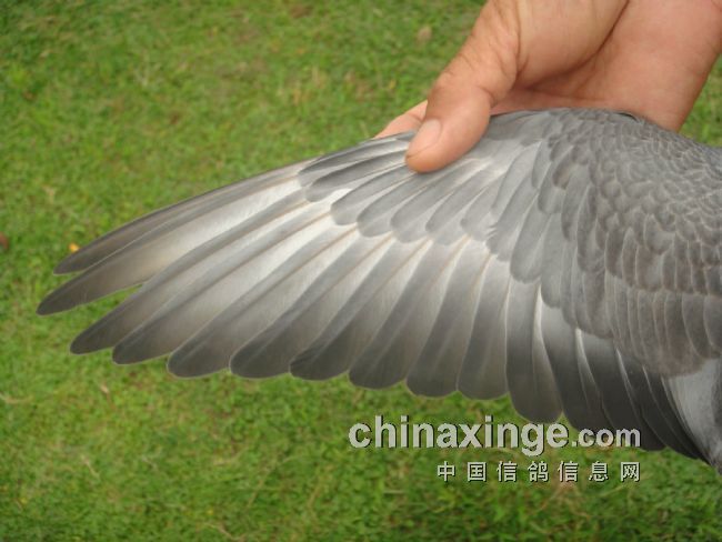 ʮһ��β���(ͼ)