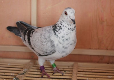 �԰�ǧ�������(ͼ)