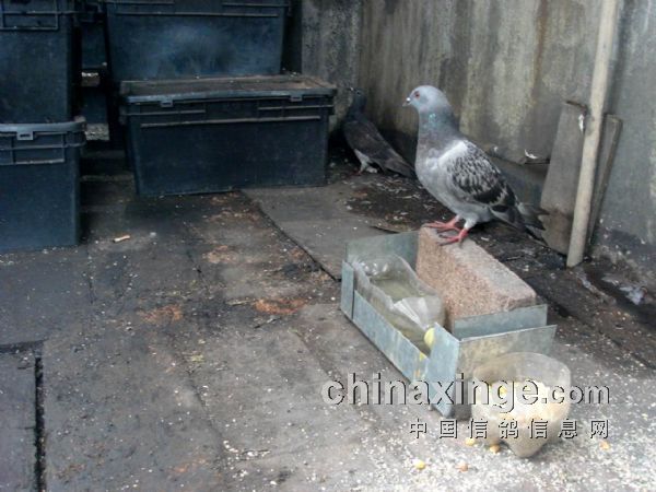 û�и�����������(ͼ)