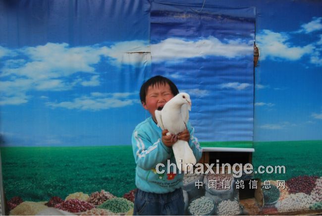 �����Ħ�����˸���(ͼ)