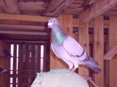 �ɷ��Ϻ�1500����ھ�ë����(ͼ)