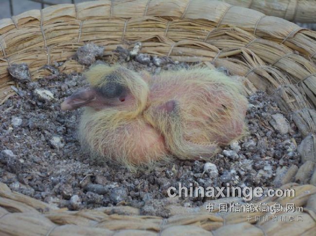 ����Ϊʲô�������ڵ���(ͼ)