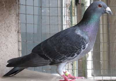 �ĸ�ʱ������������Ѫ��(ͼ)