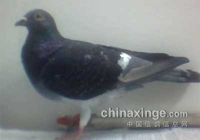 ������һֻ��˹�(��)