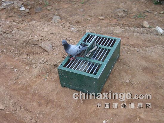 ����ѵ�����(ͼ)