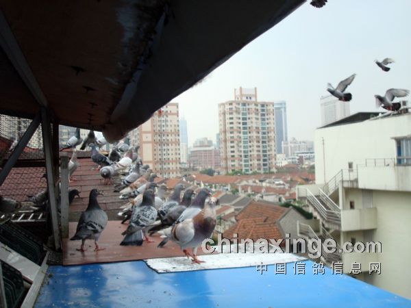 �ι��Ϻ��շɸ���(ͼ)