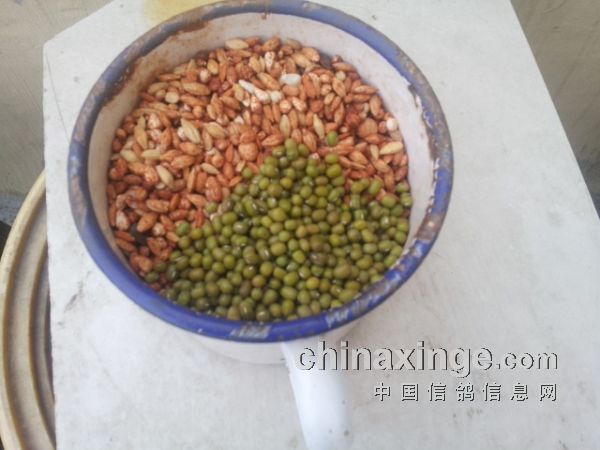 自制夏季防暑鸽粮(图)